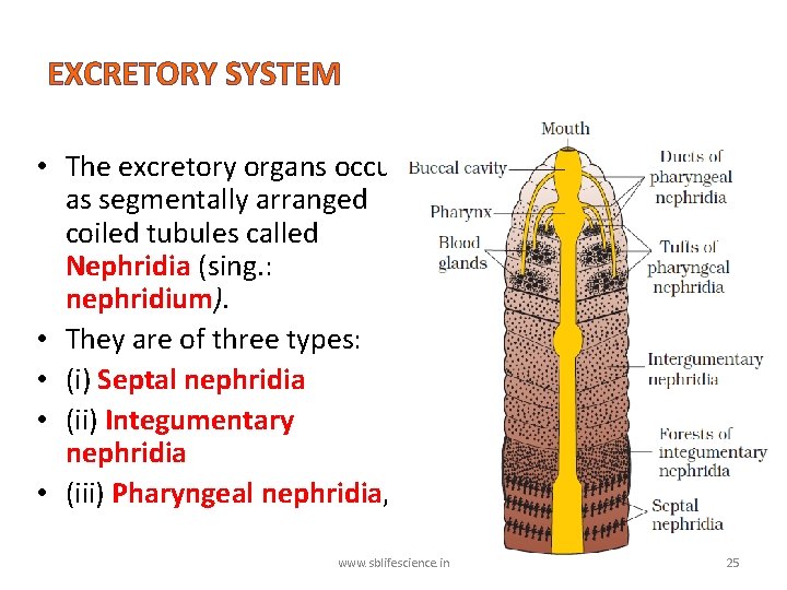 EXCRETORY SYSTEM • The excretory organs occur as segmentally arranged coiled tubules called Nephridia