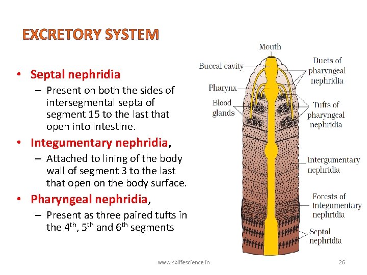 EXCRETORY SYSTEM • Septal nephridia – Present on both the sides of intersegmental septa