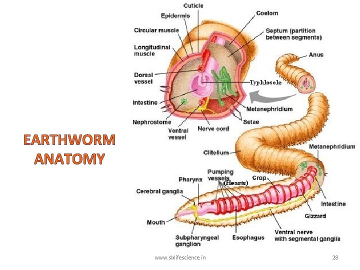 EARTHWORM ANATOMY www. sblifescience. in 28 