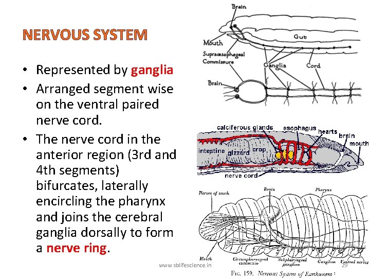 NERVOUS SYSTEM • Represented by ganglia • Arranged segment wise on the ventral paired