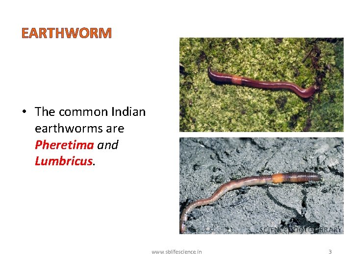 EARTHWORM • The common Indian earthworms are Pheretima and Lumbricus. www. sblifescience. in 3