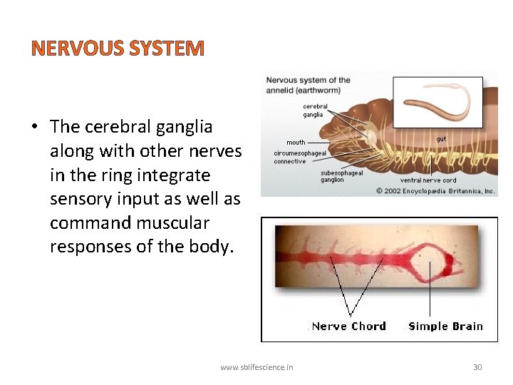 NERVOUS SYSTEM • The cerebral ganglia along with other nerves in the ring integrate