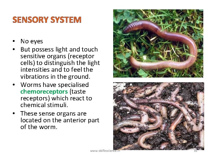 SENSORY SYSTEM • No eyes • But possess light and touch sensitive organs (receptor