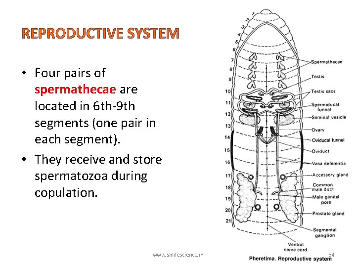 REPRODUCTIVE SYSTEM • Four pairs of spermathecae are located in 6 th-9 th segments