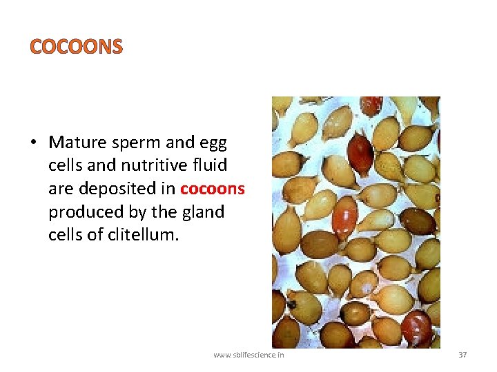 COCOONS • Mature sperm and egg cells and nutritive fluid are deposited in cocoons