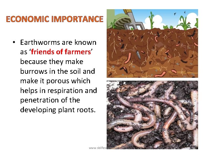 ECONOMIC IMPORTANCE • Earthworms are known as ‘friends of farmers’ because they make burrows