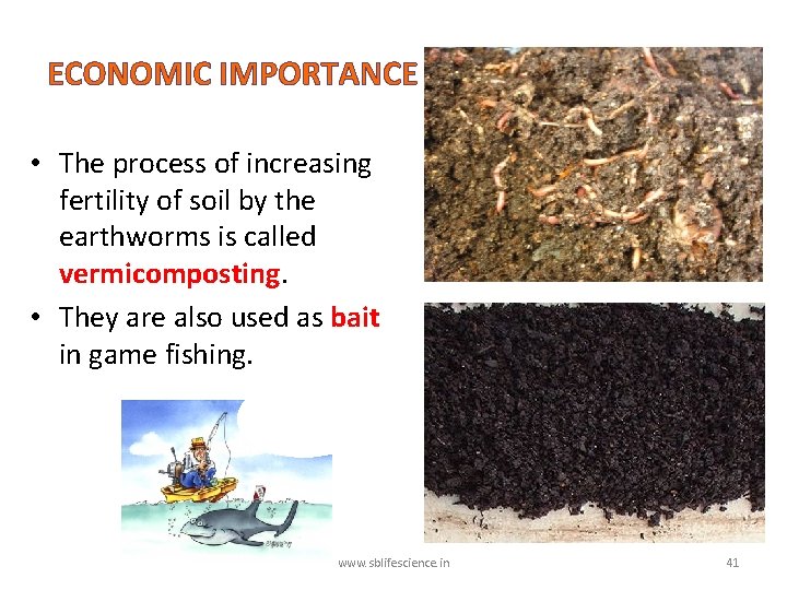 ECONOMIC IMPORTANCE • The process of increasing fertility of soil by the earthworms is