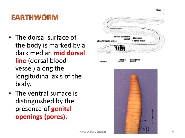 EARTHWORM • The dorsal surface of the body is marked by a dark median