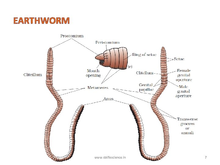 EARTHWORM www. sblifescience. in 7 