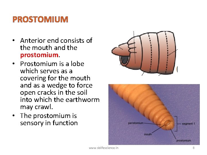 PROSTOMIUM • Anterior end consists of the mouth and the prostomium. • Prostomium is