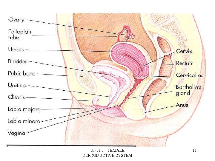 UNIT 3: FEMALE REPRODUCTIVE SYSTEM 11 