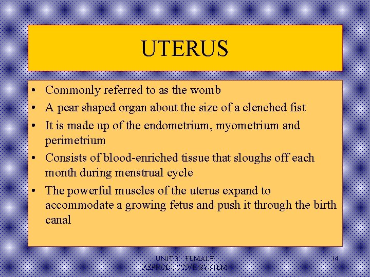 UTERUS • Commonly referred to as the womb • A pear shaped organ about