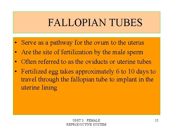 FALLOPIAN TUBES • • Serve as a pathway for the ovum to the uterus