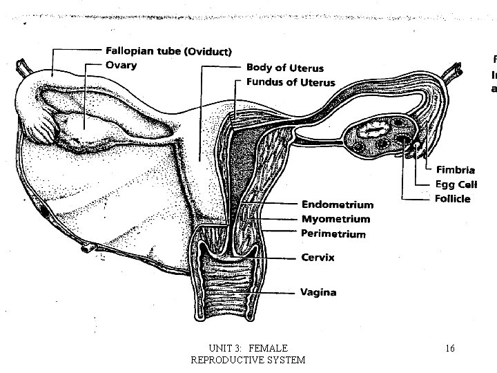 UNIT 3: FEMALE REPRODUCTIVE SYSTEM 16 