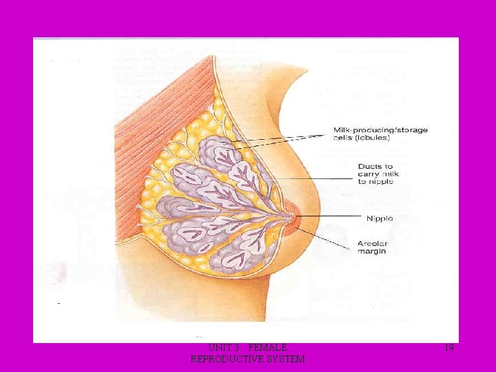 UNIT 3: FEMALE REPRODUCTIVE SYSTEM 19 