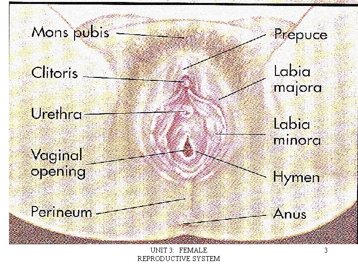 UNIT 3: FEMALE REPRODUCTIVE SYSTEM 3 