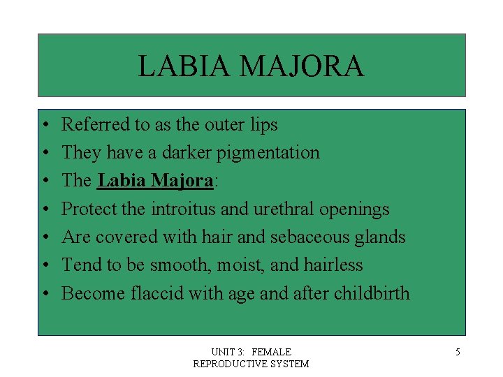 LABIA MAJORA • • Referred to as the outer lips They have a darker