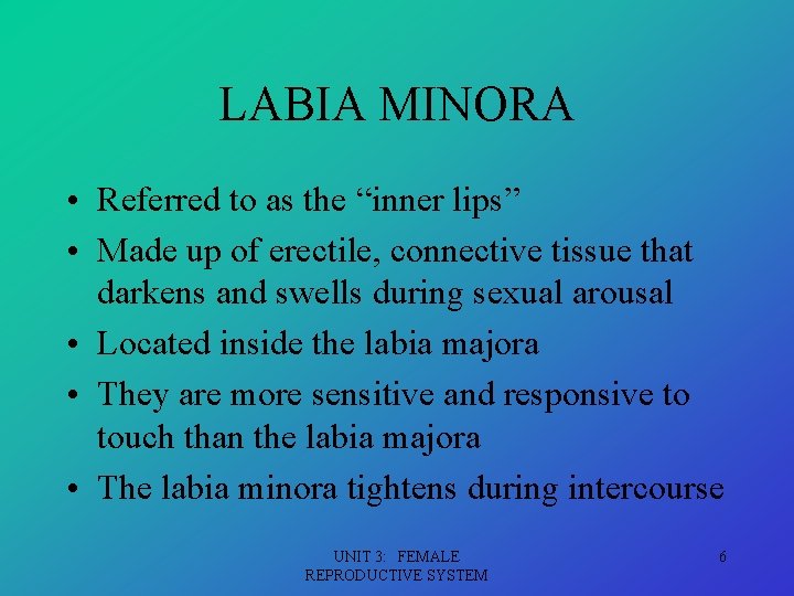 LABIA MINORA • Referred to as the “inner lips” • Made up of erectile,