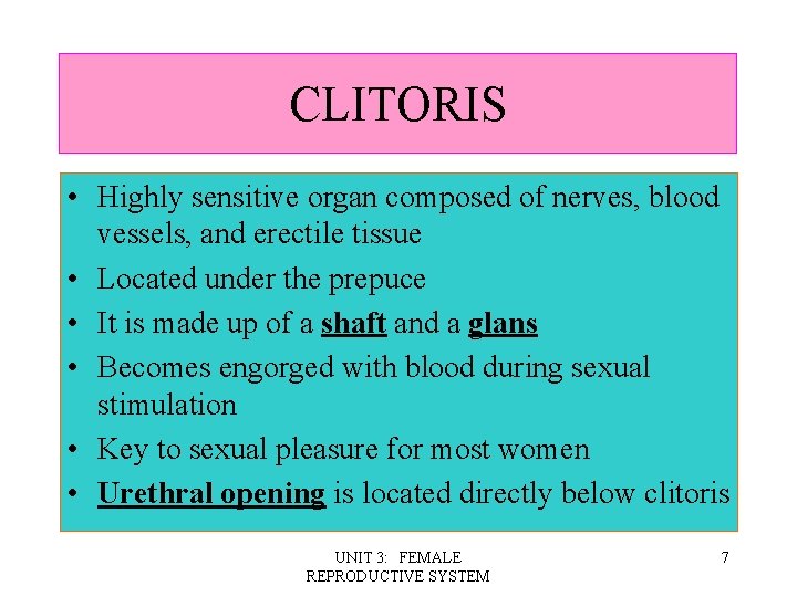 CLITORIS • Highly sensitive organ composed of nerves, blood vessels, and erectile tissue •
