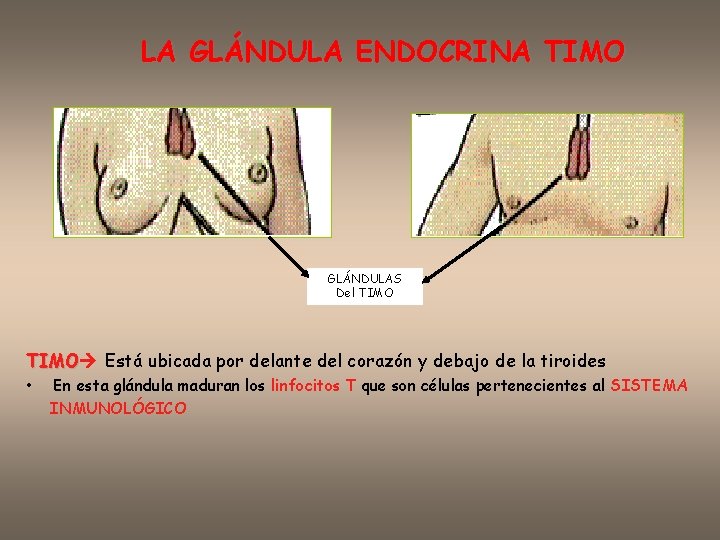LA GLÁNDULA ENDOCRINA TIMO GLÁNDULAS Del TIMO Está ubicada por delante del corazón y