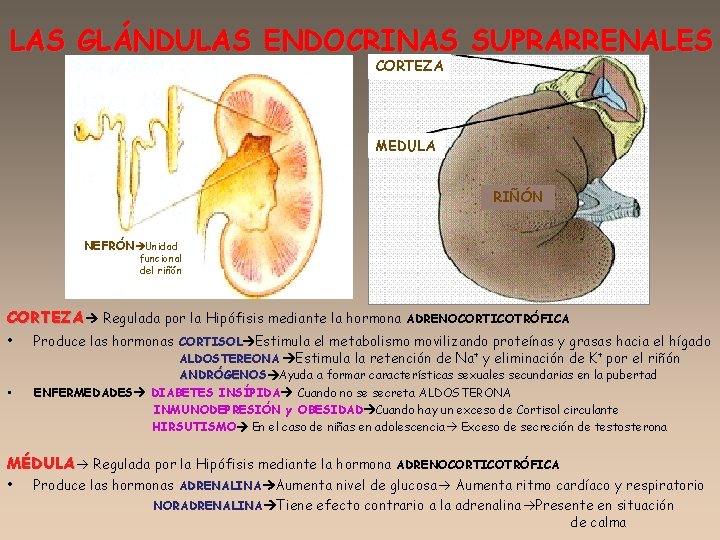 LAS GLÁNDULAS ENDOCRINAS SUPRARRENALES CORTEZA MEDULA RIÑÓN NEFRÓN Unidad funcional del riñón CORTEZA Regulada
