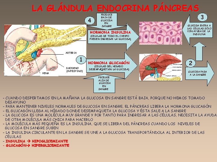 LA GLÁNDULA ENDOCRINA PÁNCREAS 4 PRODUCE BAJA DE GLUCOSA EN SANGRE HORMONA INSULINA (CELULAS
