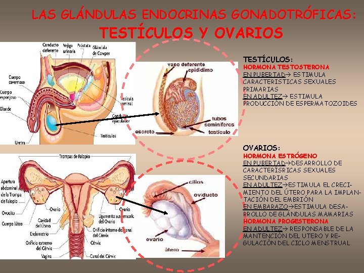 LAS GLÁNDULAS ENDOCRINAS GONADOTRÓFICAS: TESTÍCULOS Y OVARIOS TESTÍCULOS: HORMONA TESTOSTERONA EN PUBERTAD ESTIMULA CARACTERISTICAS