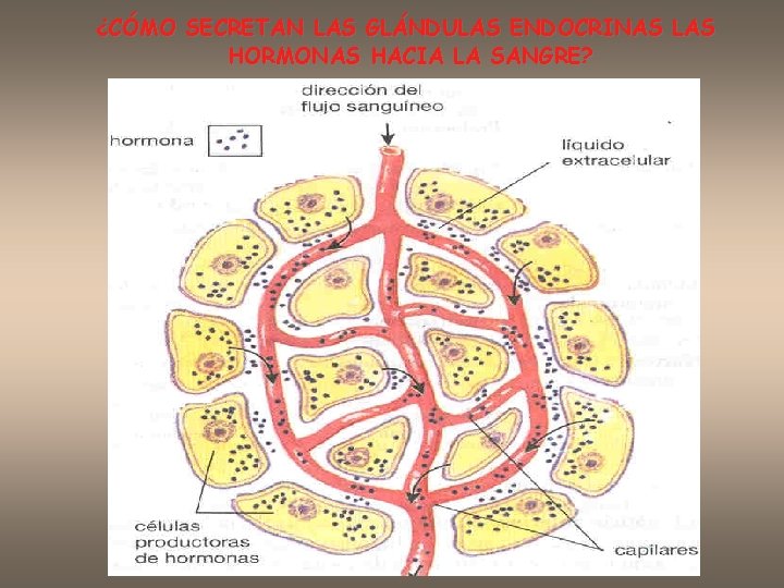 ¿CÓMO SECRETAN LAS GLÁNDULAS ENDOCRINAS LAS HORMONAS HACIA LA SANGRE? 