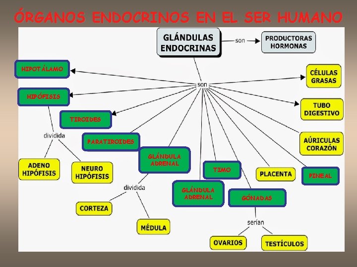 ÓRGANOS ENDOCRINOS EN EL SER HUMANO HIPOTÁLAMO HIPÓFISIS TIROIDES PARATIROIDES GLÁNDULA ADRENAL TIMO GLÁNDULA