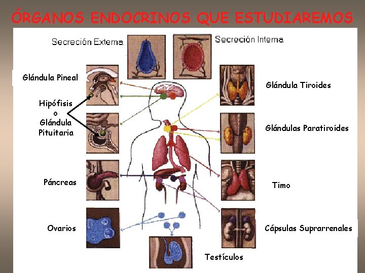 ÓRGANOS ENDOCRINOS QUE ESTUDIAREMOS GGlándula Pineal Glándula Tiroides Hipófisis o Glándula Pituitaria Glándulas Paratiroides