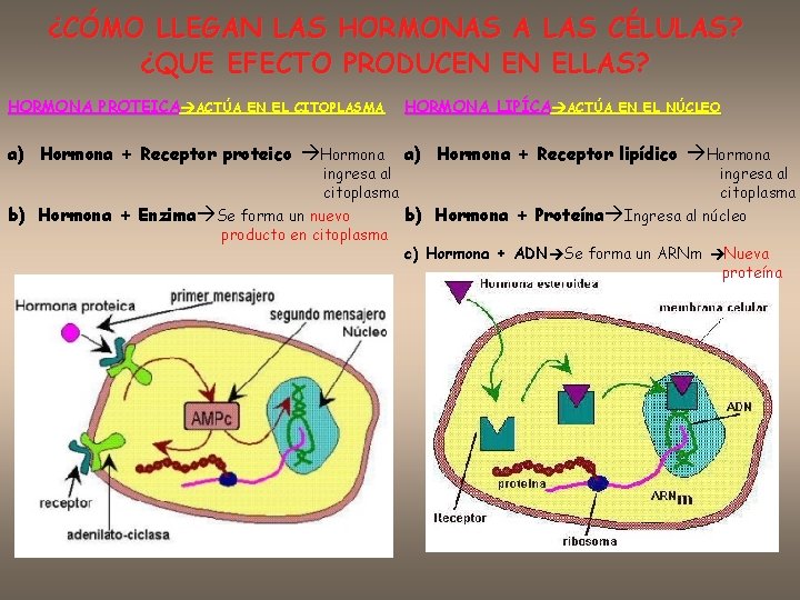 ¿CÓMO LLEGAN LAS HORMONAS A LAS CÉLULAS? ¿QUE EFECTO PRODUCEN EN ELLAS? HORMONA PROTEICA