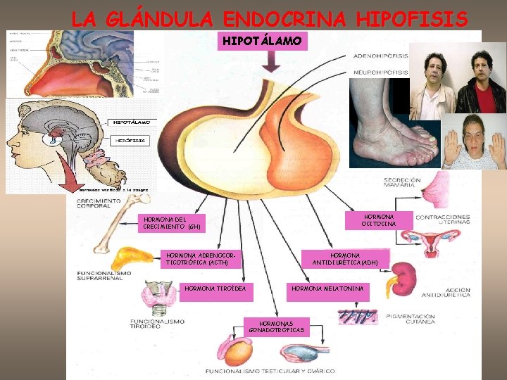 LA GLÁNDULA ENDOCRINA HIPOFISIS HIPOTÁLAMO HORMONA OCITOCINA HORMONA DEL CRECIMIENTO (GH) HORMONA ADRENOCORTICOTRÓFICA (ACTH)