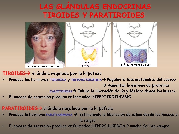 LAS GLÁNDULAS ENDOCRINAS TIROIDES Y PARATIROIDES GLÁNDULAS PARATIROIDES ENFERMEDAD HIPERTIROIDISMO TIROIDES Glándula regulada por