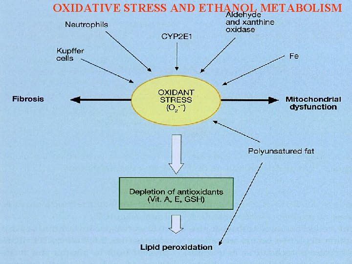 OXIDATIVE STRESS AND ETHANOL METABOLISM 