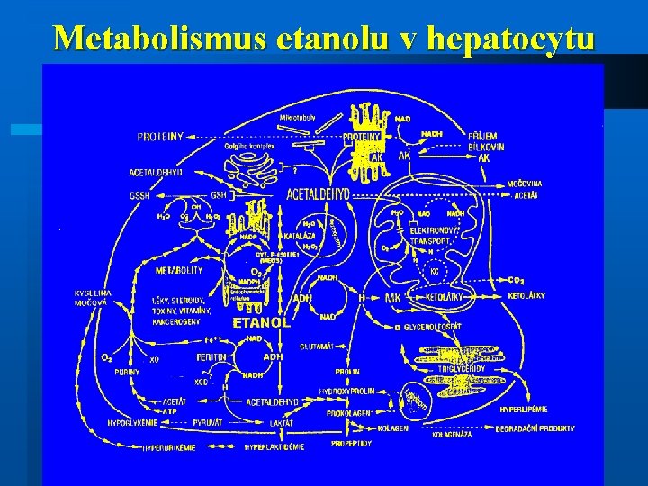 Metabolismus etanolu v hepatocytu 