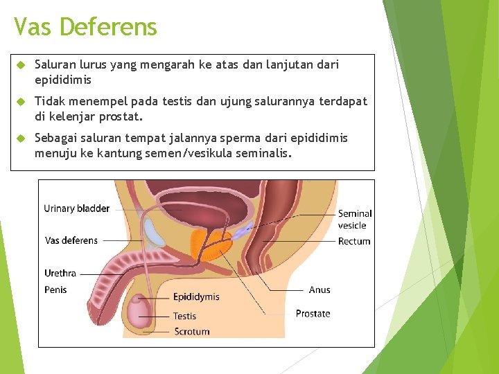 Vas Deferens Saluran lurus yang mengarah ke atas dan lanjutan dari epididimis Tidak menempel