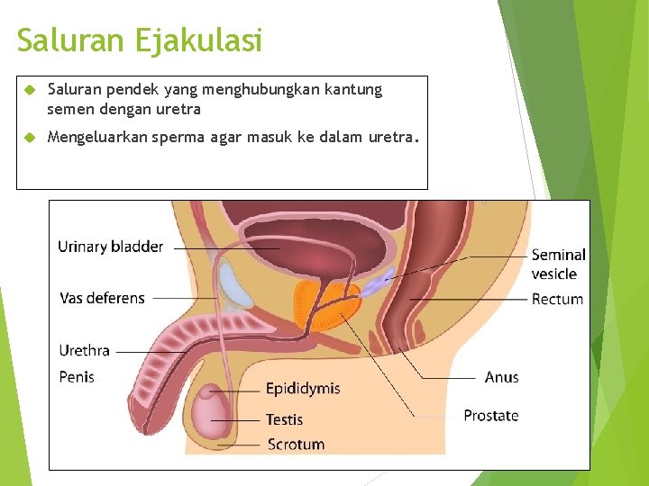 Saluran Ejakulasi Saluran pendek yang menghubungkan kantung semen dengan uretra Mengeluarkan sperma agar masuk