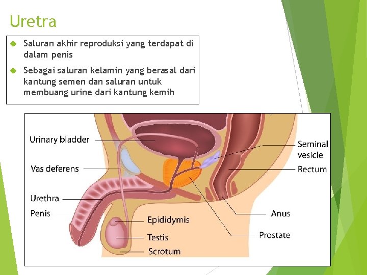 Uretra Saluran akhir reproduksi yang terdapat di dalam penis Sebagai saluran kelamin yang berasal