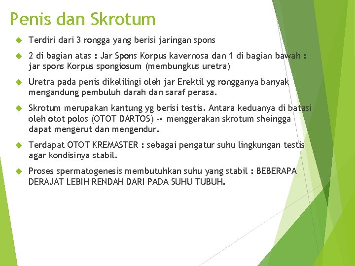 Penis dan Skrotum Terdiri dari 3 rongga yang berisi jaringan spons 2 di bagian
