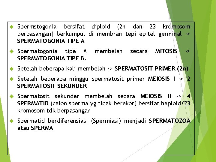  Spermstogonia bersifat diploid (2 n dan 23 kromosom berpasangan) berkumpul di membran tepi