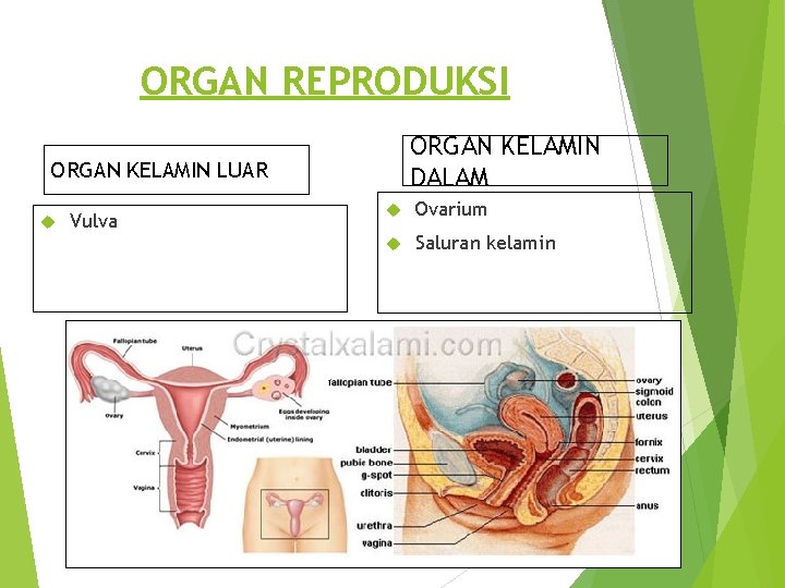 ORGAN REPRODUKSI ORGAN KELAMIN DALAM ORGAN KELAMIN LUAR Vulva Ovarium Saluran kelamin 