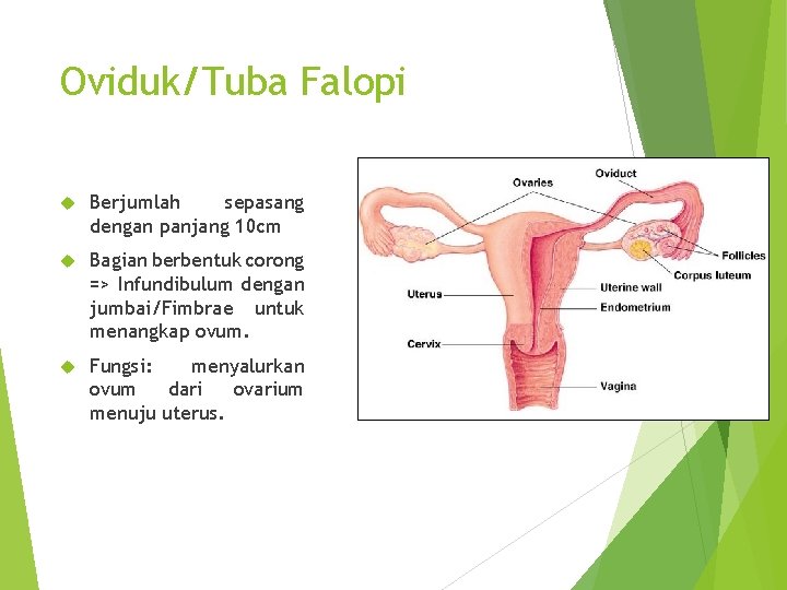 Oviduk/Tuba Falopi Berjumlah sepasang dengan panjang 10 cm Bagian berbentuk corong => Infundibulum dengan