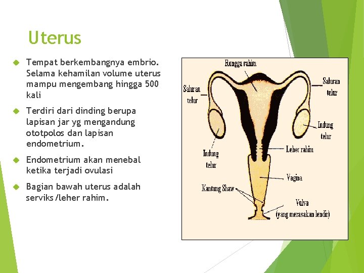 Uterus Tempat berkembangnya embrio. Selama kehamilan volume uterus mampu mengembang hingga 500 kali Terdiri