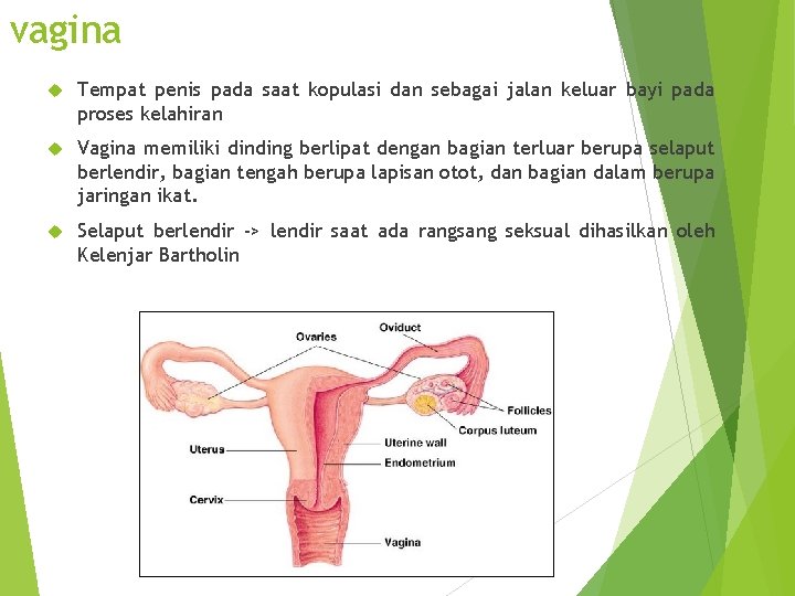 vagina Tempat penis pada saat kopulasi dan sebagai jalan keluar bayi pada proses kelahiran