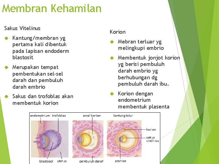 Membran Kehamilan Sakus Vitelinus Kantung/membran yg pertama kali dibentuk pada lapisan endoderm blastosit Merupakan