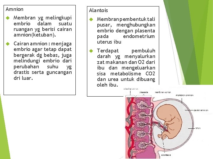 Amnion Membran yg melingkupi embrio dalam suatu ruangan yg berisi cairan amnion(ketuban). Cairan amnion