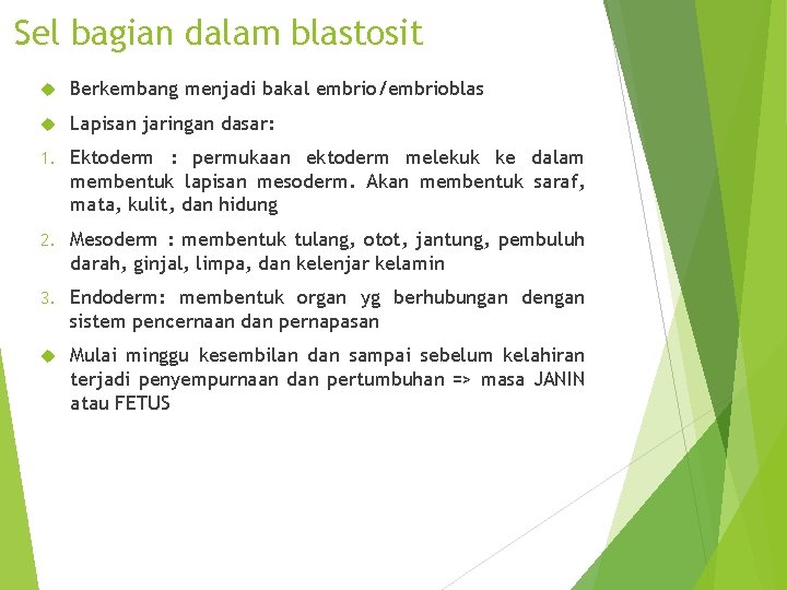 Sel bagian dalam blastosit Berkembang menjadi bakal embrio/embrioblas Lapisan jaringan dasar: 1. Ektoderm :