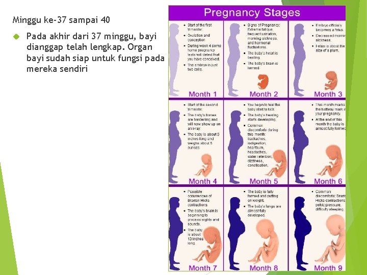 Minggu ke-37 sampai 40 Pada akhir dari 37 minggu, bayi dianggap telah lengkap. Organ