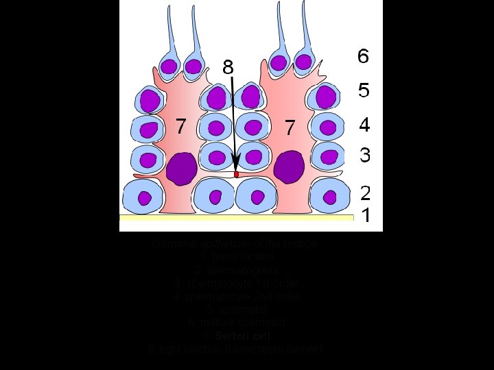 Germinal epithelium of the testicle. 1: basal lamina 2: spermatogonia 3: spermatocyte 1 st