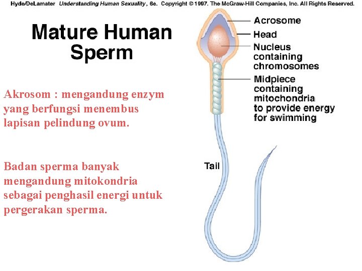 Akrosom : mengandung enzym yang berfungsi menembus lapisan pelindung ovum. Badan sperma banyak mengandung